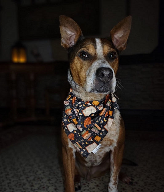 A colorful pet bandana featuring various book motifs such as open books, reading glasses, and bookshelves, designed for stylish pets who love literature